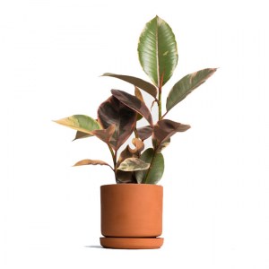 Ficus elastica 1